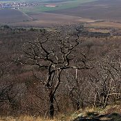 Zv�t�i