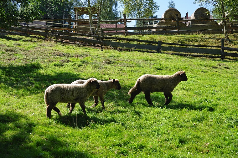 img00036.jpg
