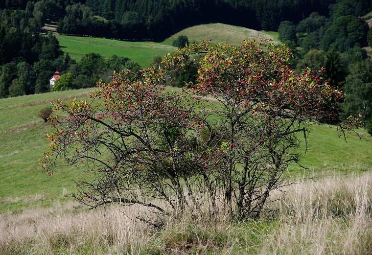 img00041.jpg