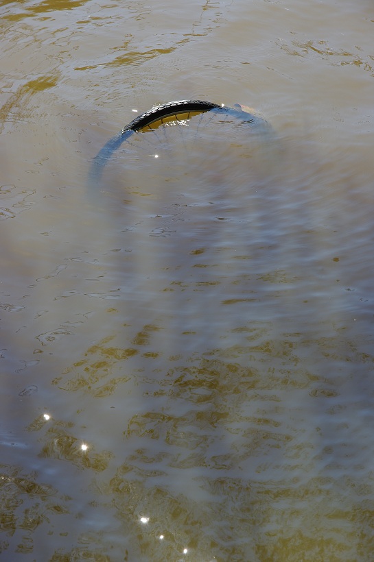 IMG31288.jpg