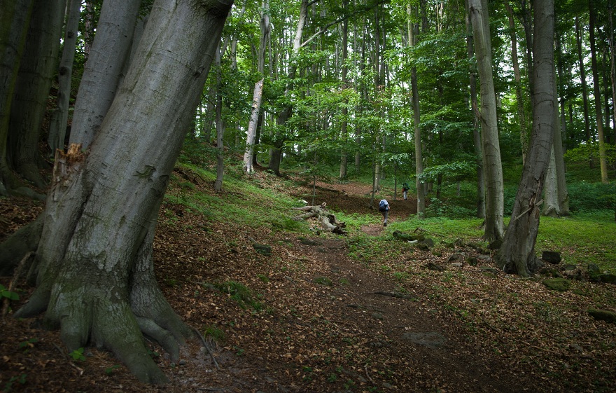 img00017.jpg