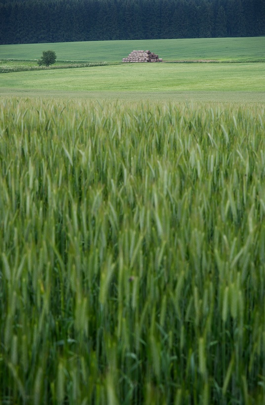 IMG33202.jpg