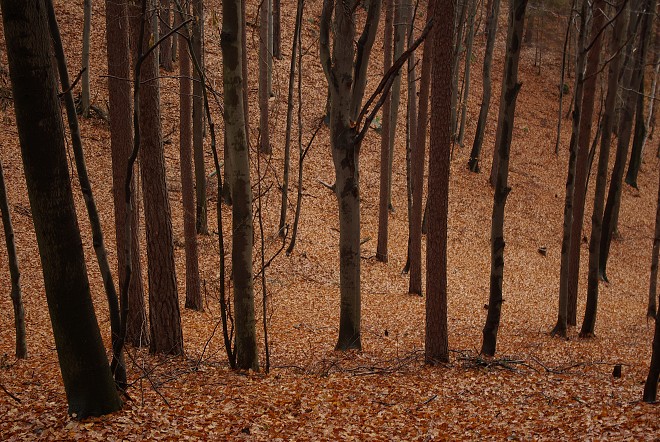 img00087.jpg