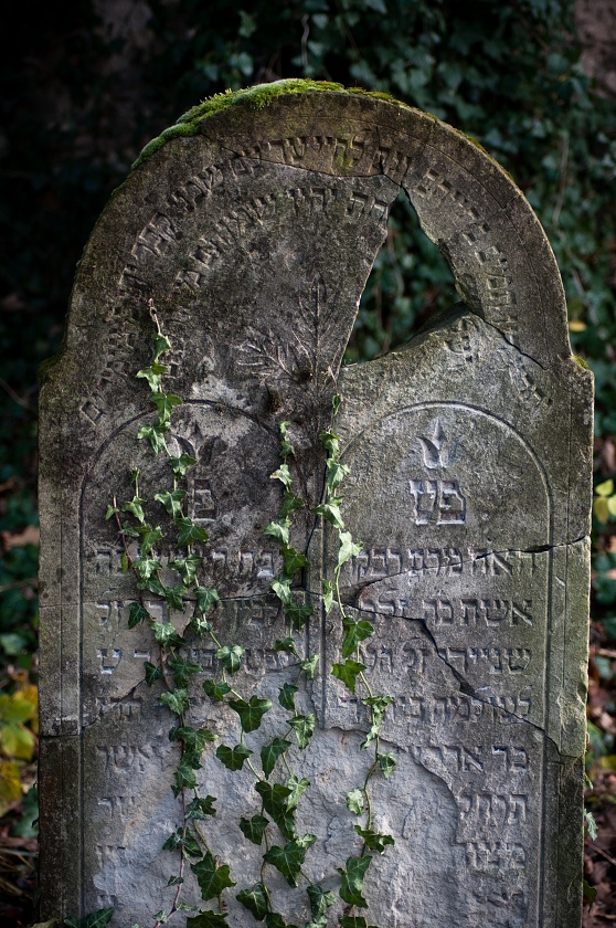 IMG41862_prevod.jpg
